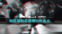 向日葵的花語(yǔ)梗出處含義